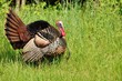 Wild Turkey