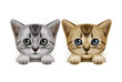American Shorthair