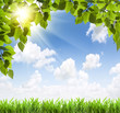 Sun beams and green leaves