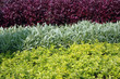 sequences of the three types of existing plants in the garden