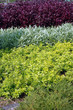 sequences of the three types of existing plants in the garden