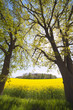 Trees at field.