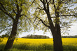 Trees at field.