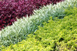 sequences of the three types of existing plants in the garden