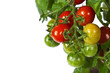 Ripe garden tomatoes