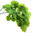 Oak branch on white