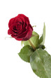 Red rose