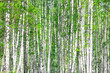 Photo: Birch forest. May Birch forest. May