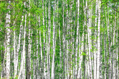 Photo: Birch forest. May Birch forest. May