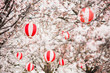 Cherry blossoms with Chinese lanterns in the trees Cherry blossoms with Chinese lanterns in the trees