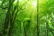 Mossy forest