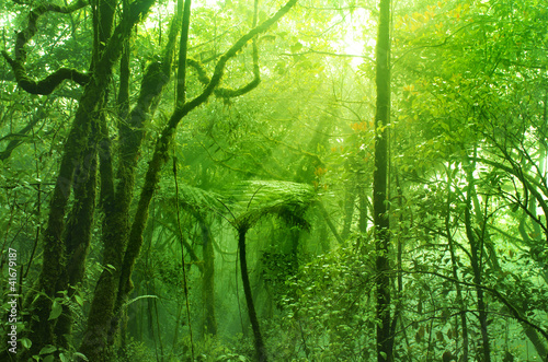 Photo: Mossy forest Mossy forest