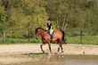 beautiful equestrienne on brown horse in summer beautiful equestrienne on brown horse in summer