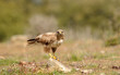 Ratonero posado en la roca