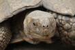 turtle into protected area in corse island