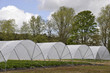 Spring crop