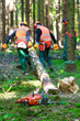 Brennholz Abtransport im Wald nach Fällarbeiten