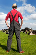 Typical Dutch landscape with farmer and cows Typical Dutch landscape with farmer and cows