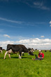 Young farmer with laptop in field with cows