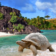Foto: Large turtle (Megalochelys gigantea) at the sea edge Large turtle (Megalochelys gigantea) at the sea edge