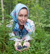 Young woman plucks bilberry in forest..