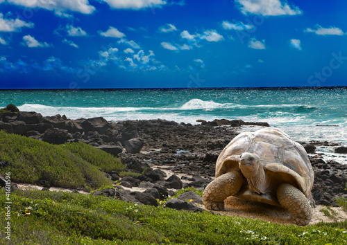 Foto: Large turtle at the sea edge on background of tropical landscape Large turtle at the sea edge on background of tropical landscape