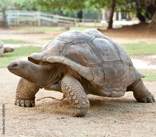 Photo: Large turtle Large turtle