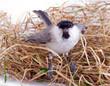 willow tit