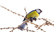 titmouse