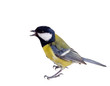 titmouse in a rush 2