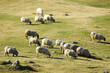 Sheep Sheep