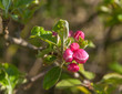 Blooming and budding of an apple tree
