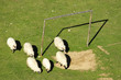Sheep and soccer goal Sheep and soccer goal