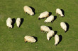 Sheep graze on fresh grass Sheep graze on fresh grass