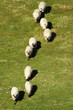 Sheep in a row on the pasture Sheep in a row on the pasture