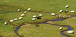 Sheep on a mountain creek Sheep on a mountain creek