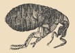 flea. engraving style.
