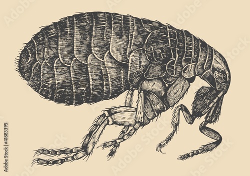 Vector: flea. engraving style. flea. engraving style.