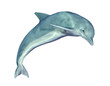 Jumping Dolphin