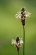 Foto: Spitzwegerich (Plantago lanceolata) narrowleaf plantain Spitzwegerich (Plantago lanceolata) narrowleaf plantain