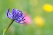 Foto: Teufelskralle (Phyteuma) Rampion Teufelskralle (Phyteuma) Rampion