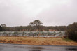 covered vines in pouring rain