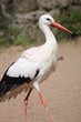 Cigogne