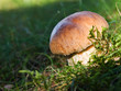 Penny bun (Boletus) mushroom Penny bun (Boletus) mushroom