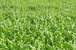 Roggenfeld
