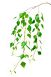 birch branch on a white background