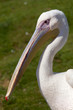 pellicano