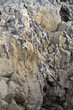 Marine iguanas