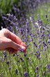 close up of lavender flowers