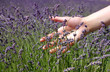 hand brushing lavender flowers